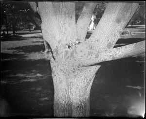 Mallard duck has nest in tree - Public Garden