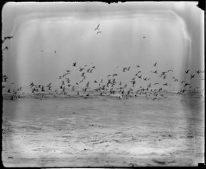 Seagulls over surf at Winthrop looking for food after storm