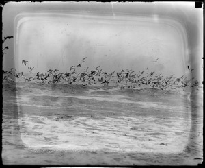 Seagulls hovering over Winthrop surf looking for food after storm.