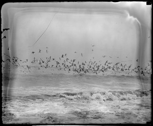 Seagulls over surf at Winthrop looking for food after storm