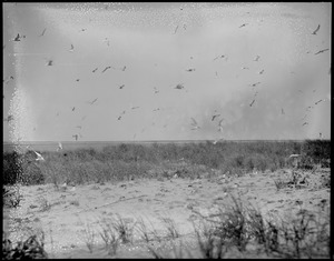 Tern Island, Chatham, Mass.