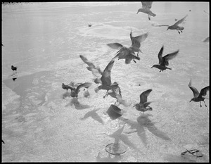 Terns