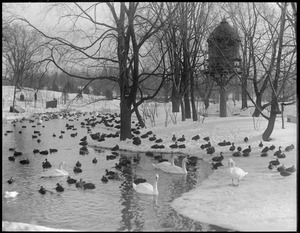 Ducks & geese
