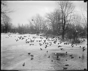 Ducks at Franklin Park.