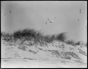 Terns - Chatham, MA