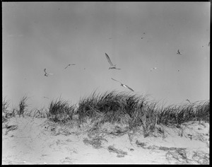 Terns - Chatham, MA