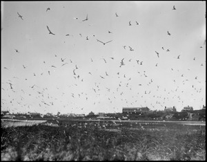 Terns - Chatham, MA