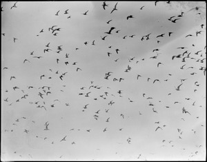 Tern Island - Chatham, Mass.