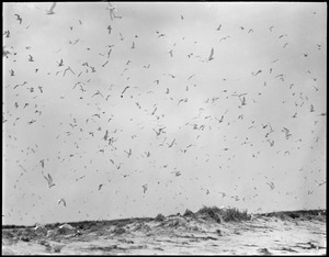 Tern Island - Chatham, Mass.