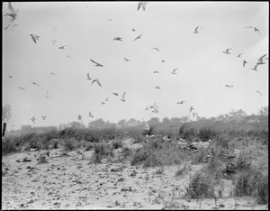 Terns - Chatham, MA