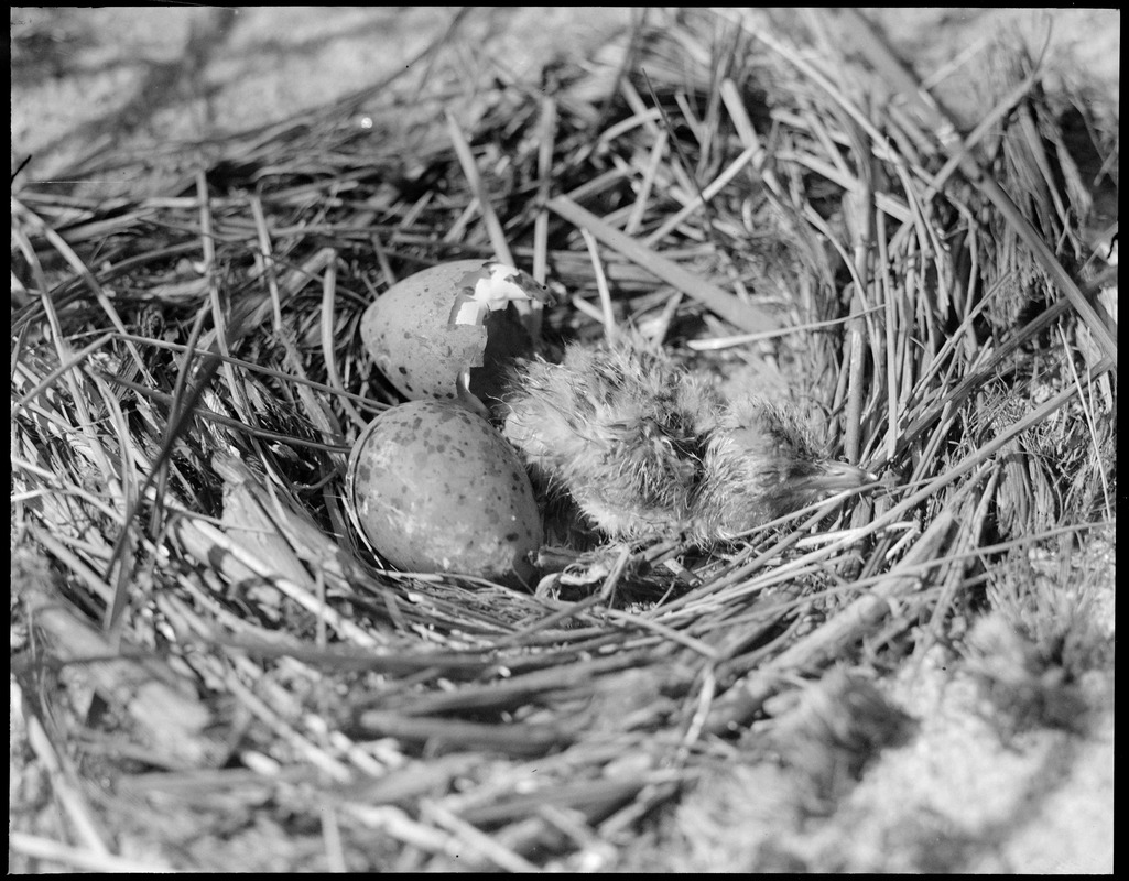 Tern eggs (bird)