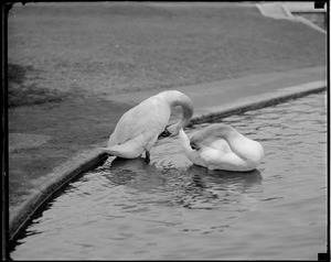 Swans, Public Garden