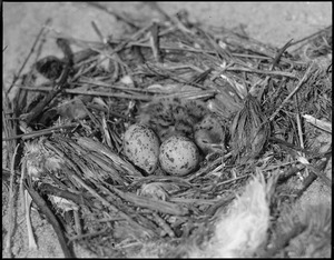 Tern (bird) nest