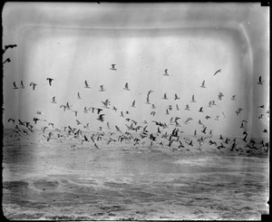 Seagulls hovering over surf at Winthrop looking for food after storm