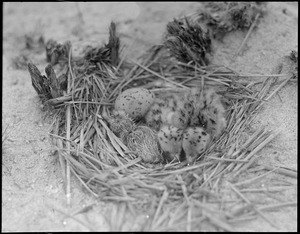 Tern's nest, Chatham, MA