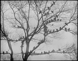 Pigeons roost on trees on Common. Very unusual.
