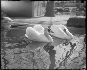 White swans - Public Garden