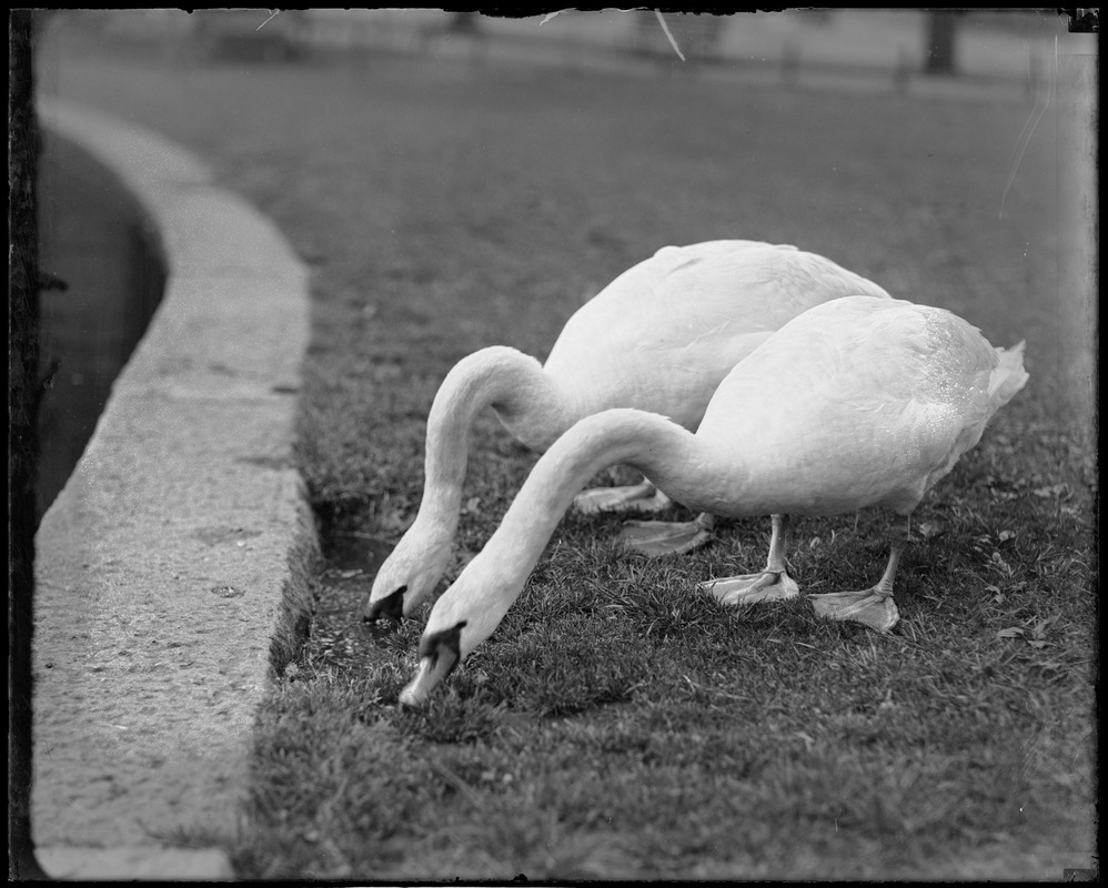 White swans - Public Garden