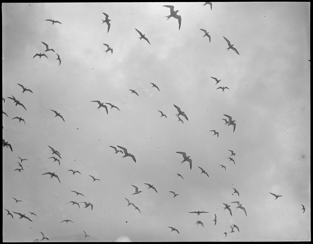 Terns in the air, Chatham