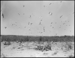 Terns in flight, Chatham