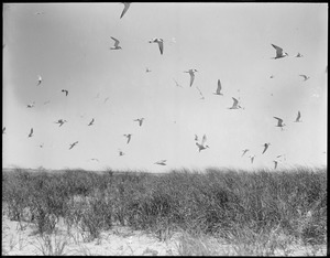Terns in flight, Chatham
