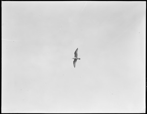 Nice picture of seagull soaring very high giving warning of storm coming