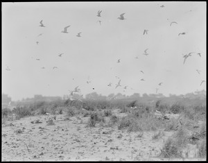 Terns, Chatham