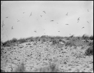 Terns in flight, Chatham