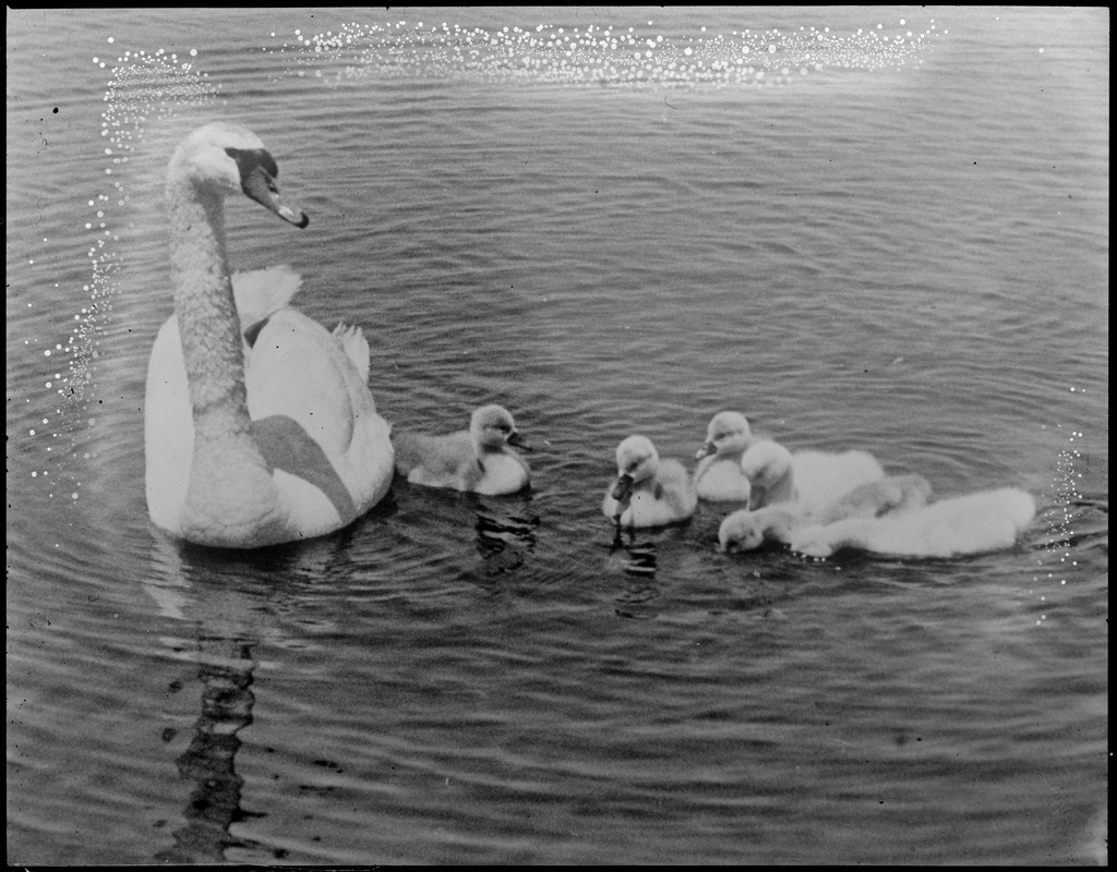 Mother swan and young