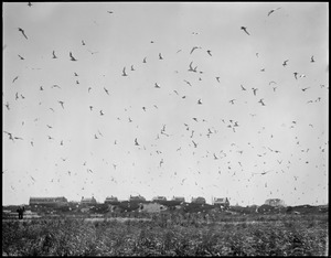 Tern Island, Chatham