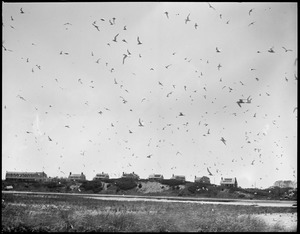 Tern Island, Chatham