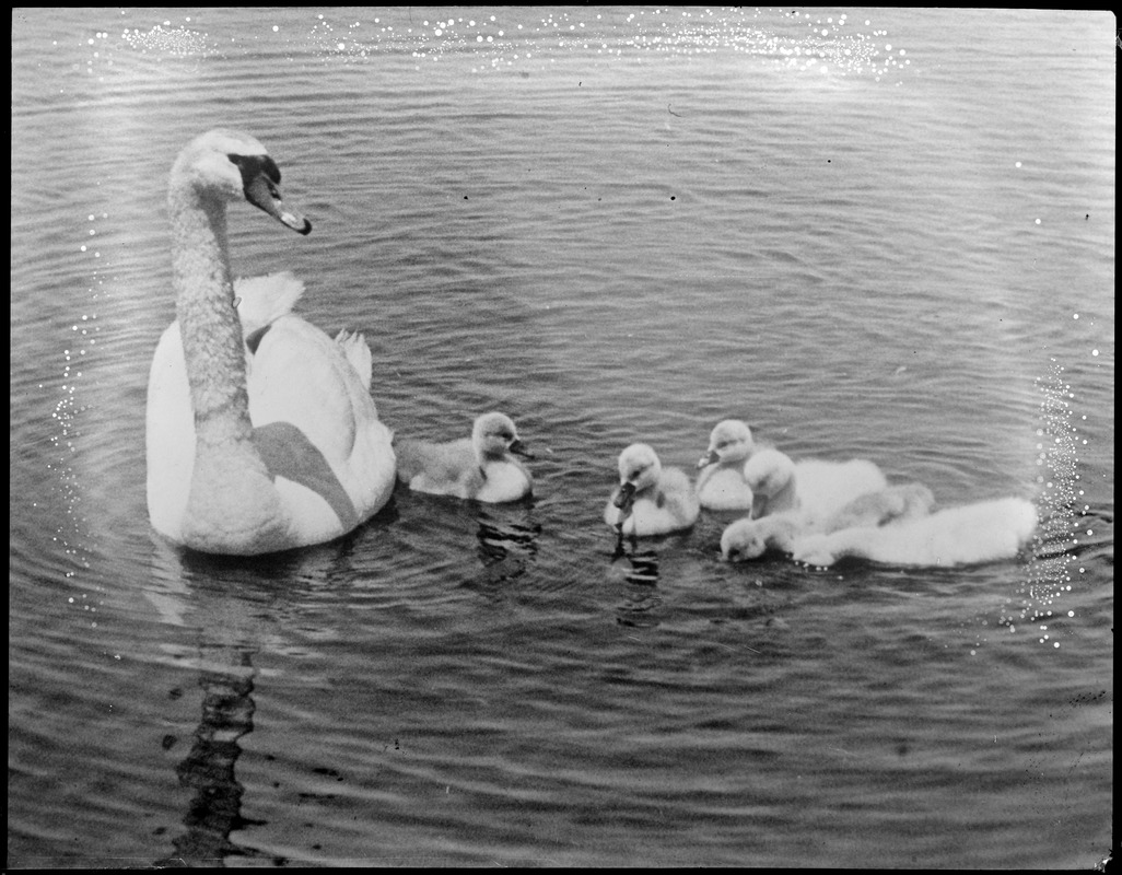 Mother swan and young