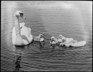 Mother swan and young