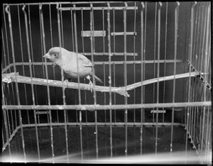 Canary in cage