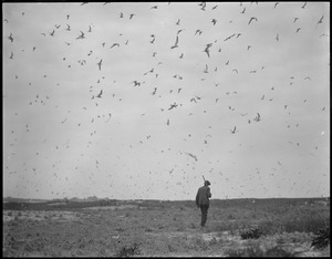 Terns on Tern Island, Chatham