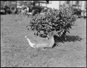 Goose on lawn