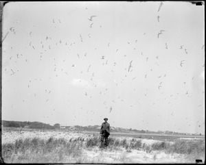 Terns