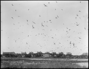 Terns