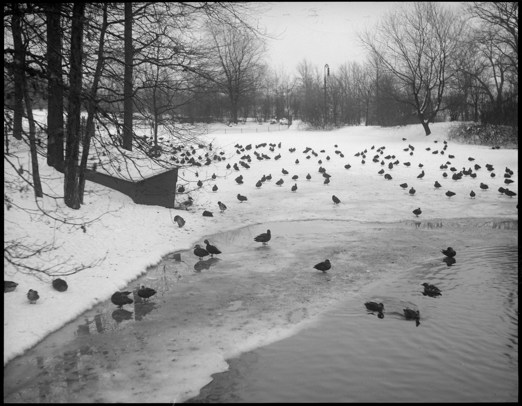 Ducks at Franklin Park