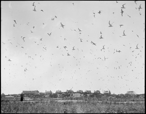 Terns