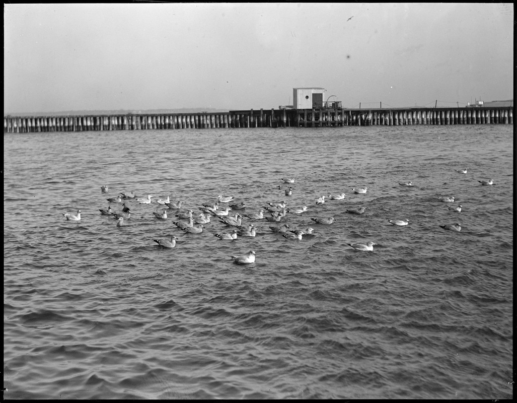 Seagulls - Boston Harbor