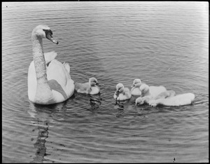 Swans: mother & young