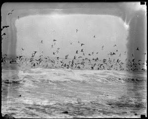 Seagulls hovering over surf in Winthrop