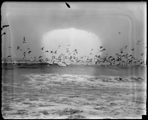 Seagulls hovering over surf in Winthrop