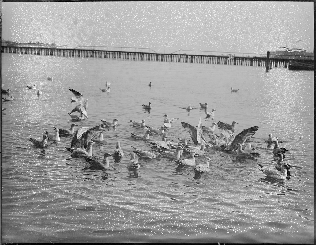 Seagulls in harbor