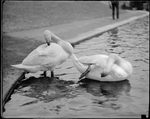 Swan, Public Garden