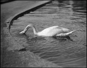 Swan, Public Garden