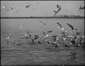 Seagulls