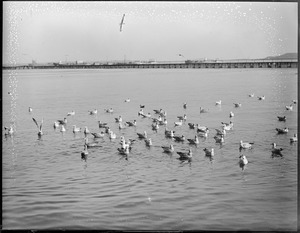 Seagulls