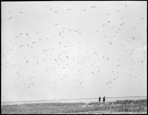 Terns at Tern Island, Chatham, Mass.